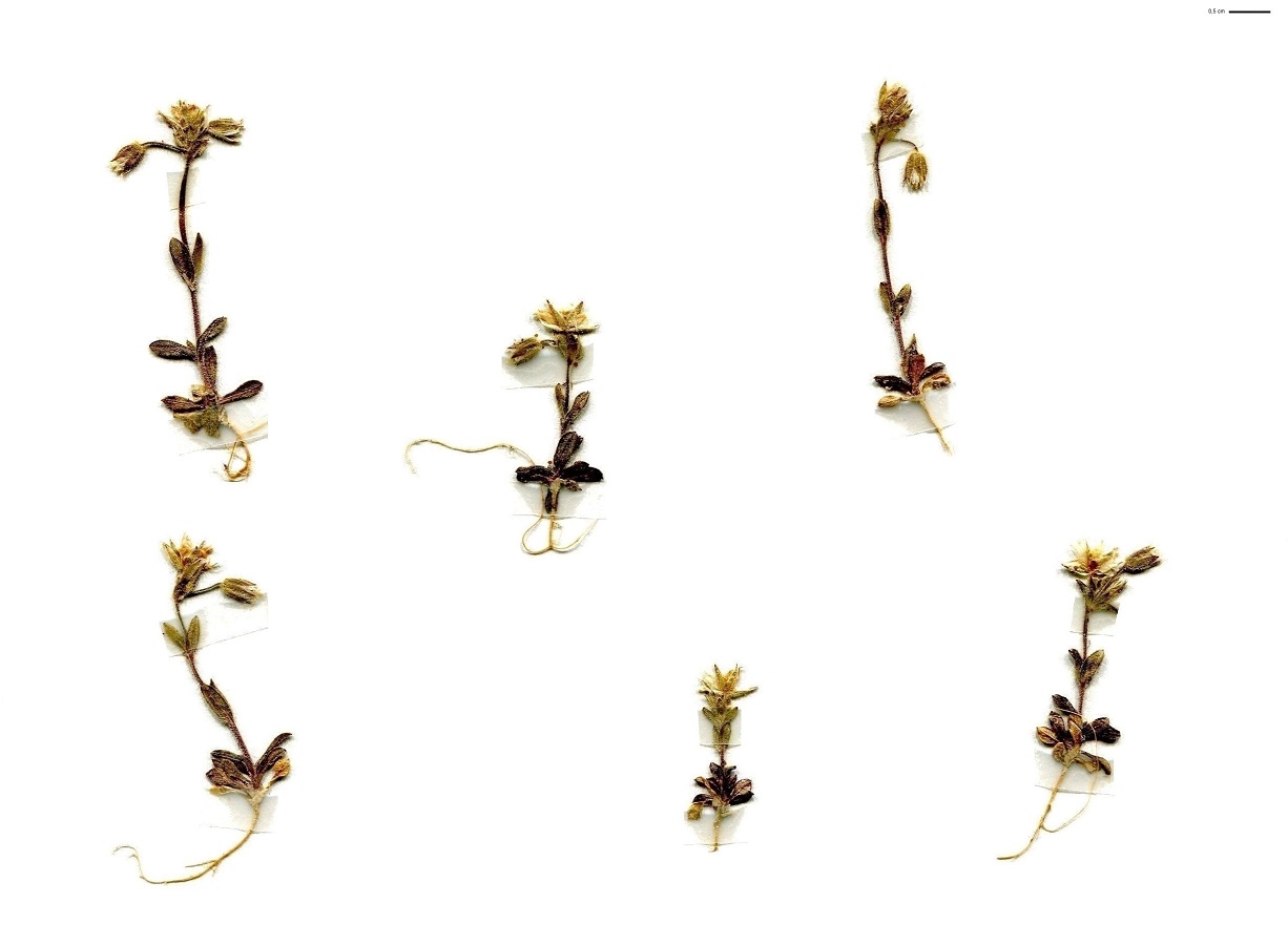 Cerastium pumilum (Caryophyllaceae)